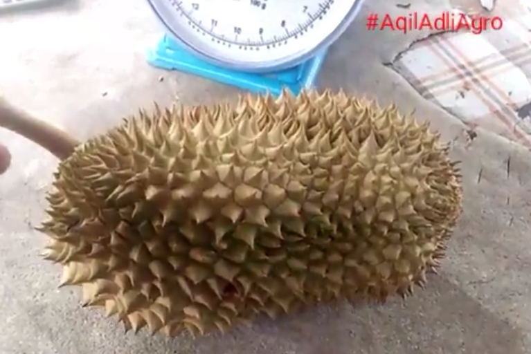 Ciri durian tekka tekah durian musang queen