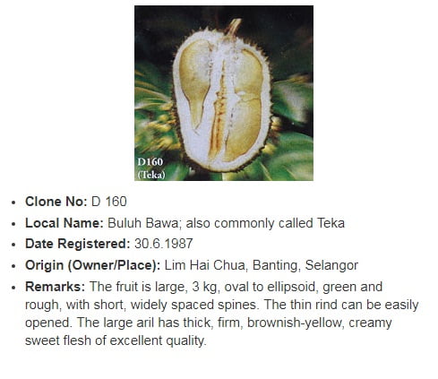 benih durian tekka d160