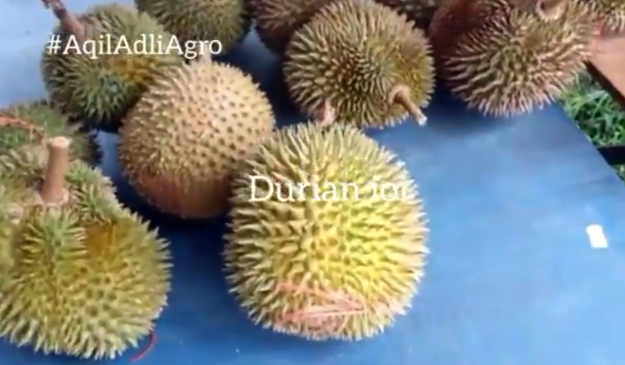 Pokok durian ioi
