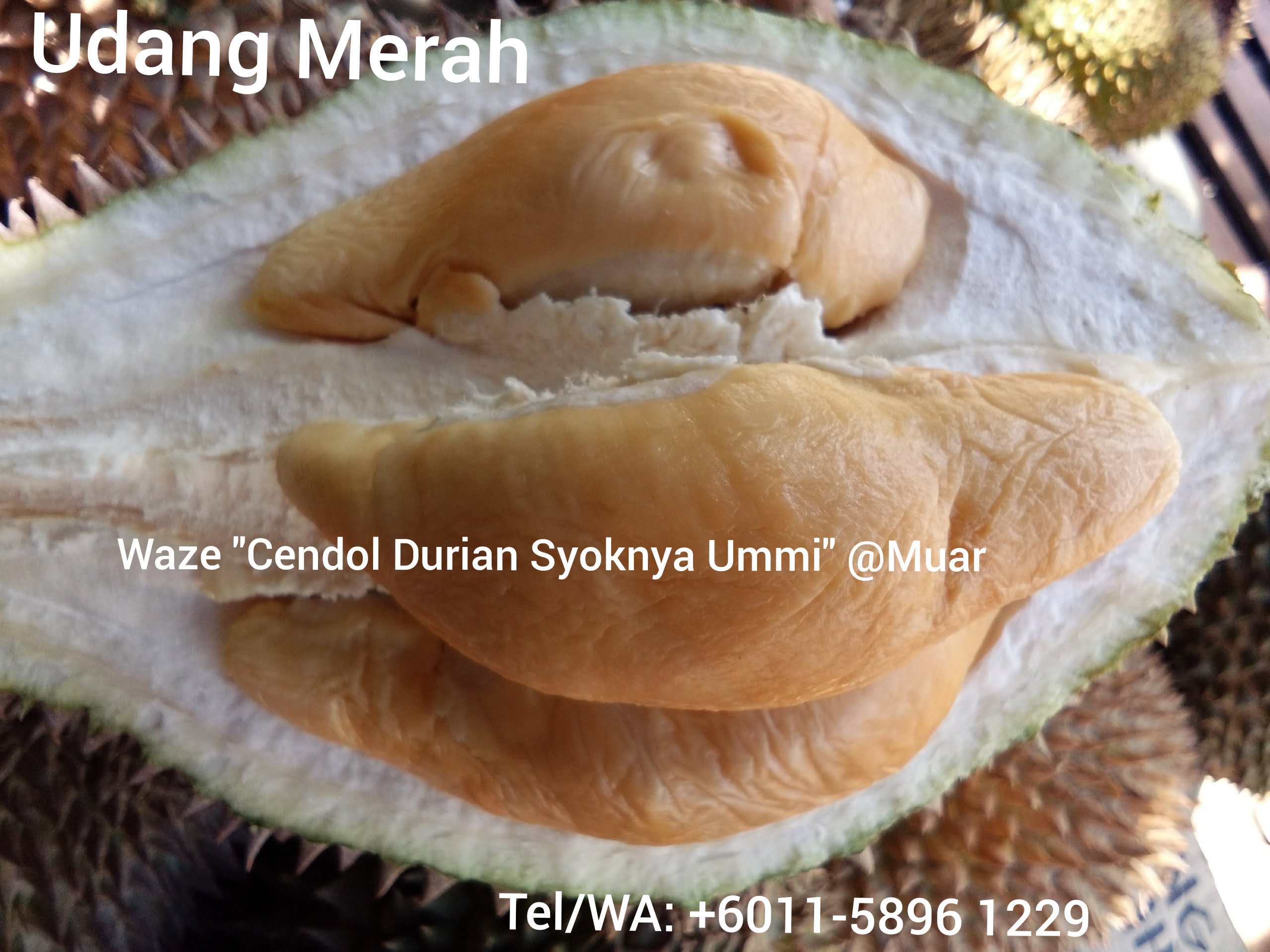 Durian udang merah Muar Tangkak
