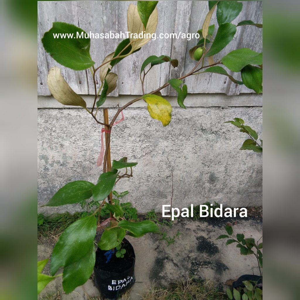 Benih bidara epal