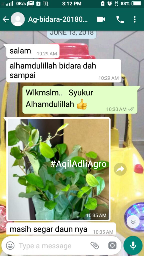 Beli benih pokok online