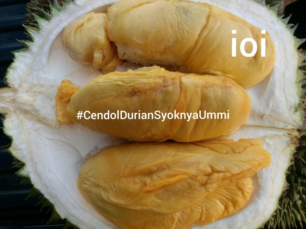 Durian ioi 101 mas Muar durian murah Muar 2019