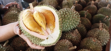 Durian murah Tangkak 2020