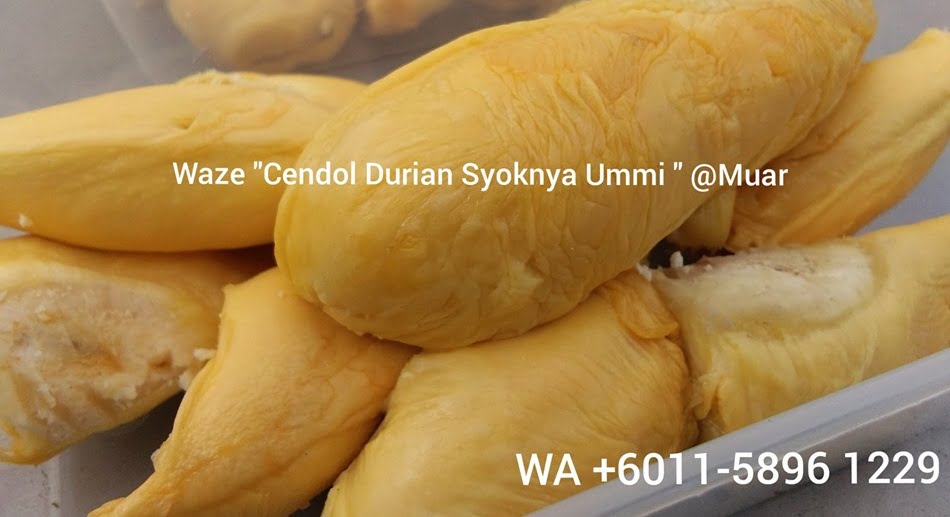 anak benih durian ioi mas muar 10 jenis durian yang popular di Malaysia