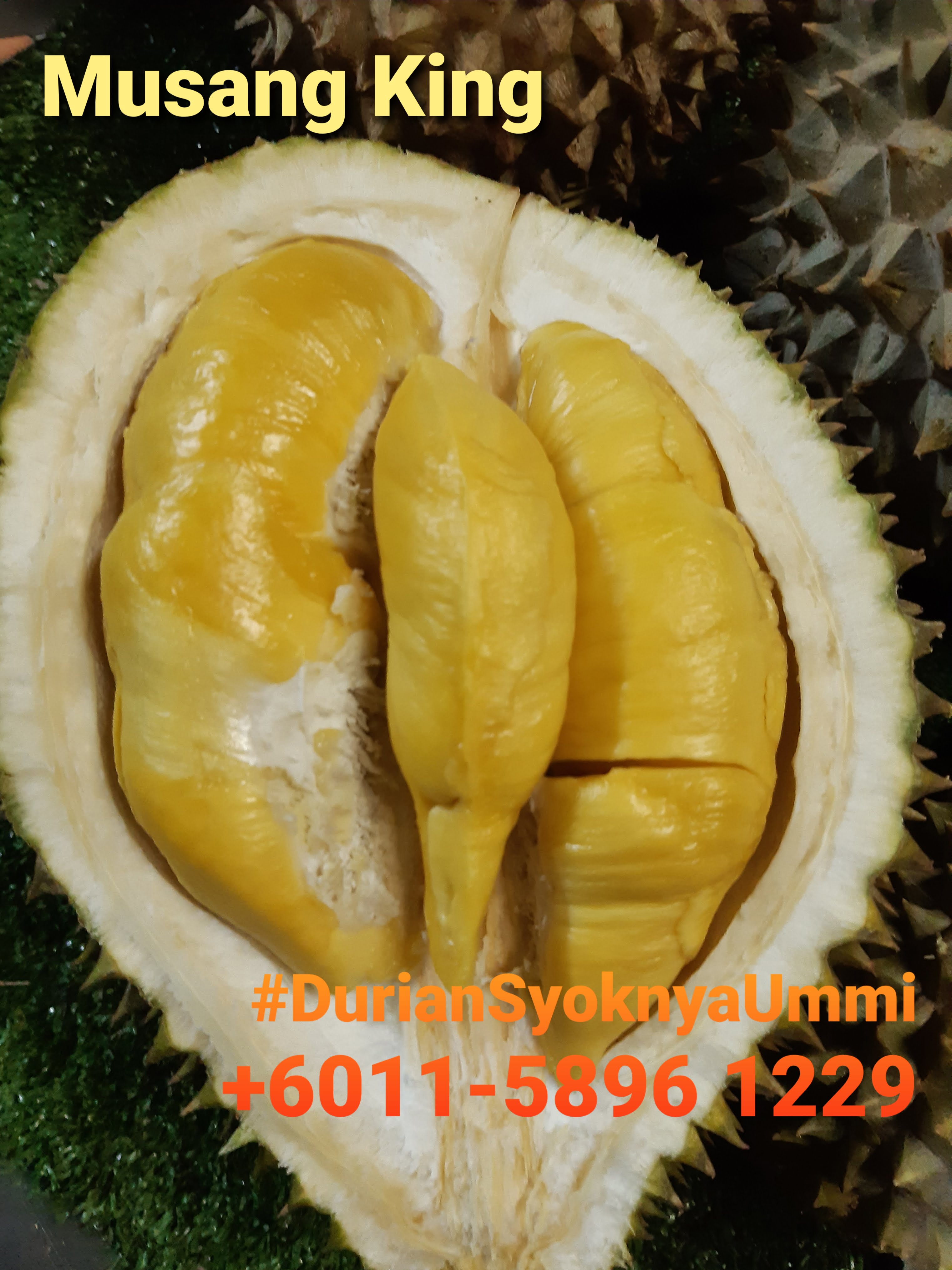 Tempat makan Musang King di Muar, Durian murah Muar 2020