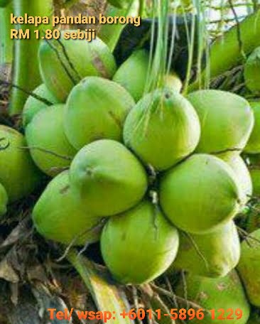 pembekal buah kelapa pandan