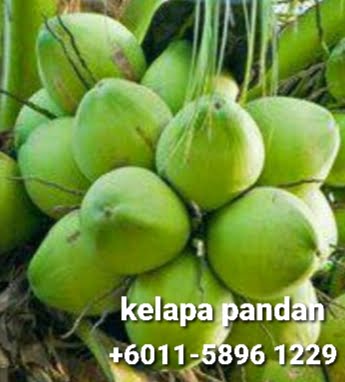 pembekal buah kelapa pandan Muar Tangkak