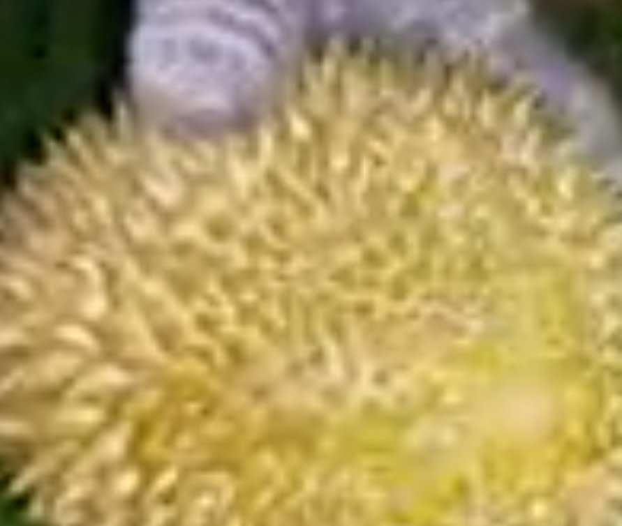 Ciri-ciri durian kasap merah