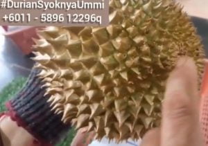 Ciri-ciri durian xo karakter