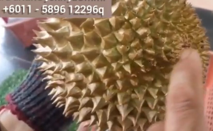 Ciri-ciri durian XO Johor definisi dan character
