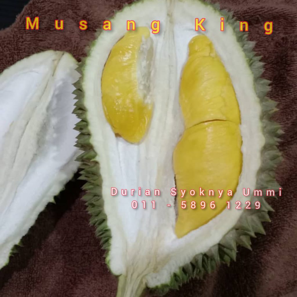 Harga durian Muar 2022