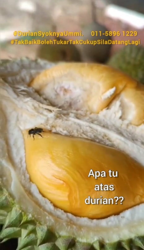 Info durian udang merah johor golden bun d13 b13